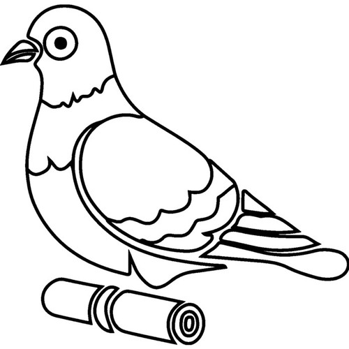 Carrier pigeon unmounted - 'carrier, pigeon'