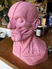 Anatomical Head Bust Model |