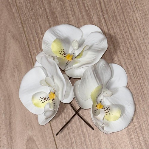 Phalaenopsis orchid hair - phalaenopsis,