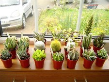 1 Mini Cactus Succulents Cacti