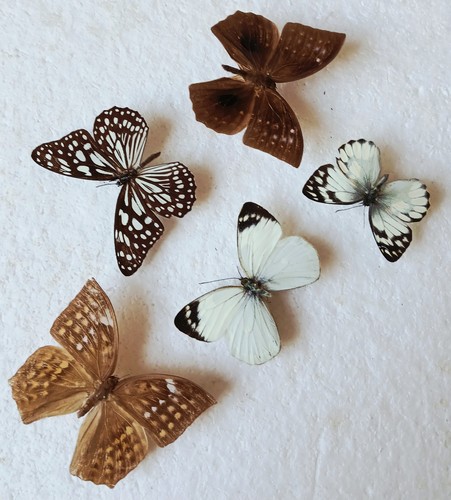 Butterfly collection set x5 - ,