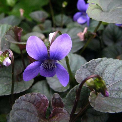 Purple labrador violet - purple,