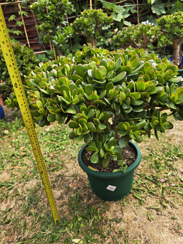 Large jade money - jade, plant
