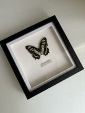 Malachite Butterfly Framed