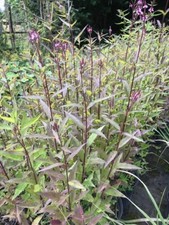 Verbena hastata ' Pink Spires'