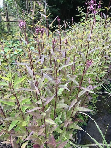 Verbena hastata pink spires - hastata, spires'