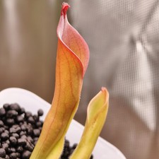 Heliamphora Neblinae - Cerro