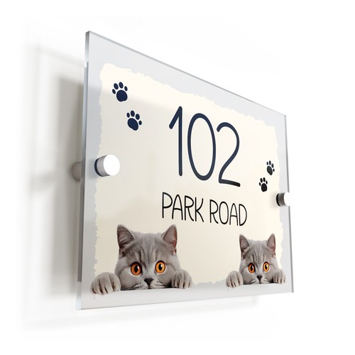 British shorthair cat cream - british,