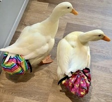 Handmade duck diapers nappies - handmade,
