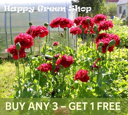 Poppy red peony papaver - -,