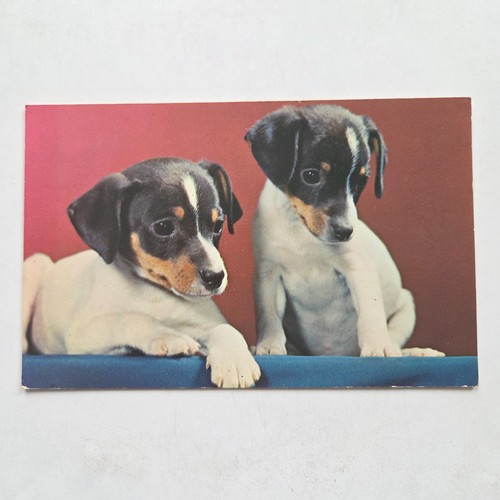 Jack russell terrier - russell,