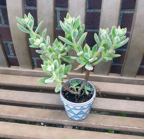 Echeveria setosa oliver - setosa, young
