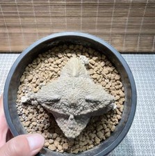 Pseudolithos cubiformis