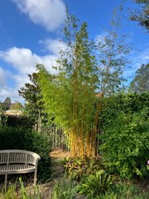 Phyllostachys vivax "Aureocaulis" golden bamboo, 40L pots, 3-4 metres tall