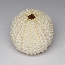 Whiite sea urchin shells