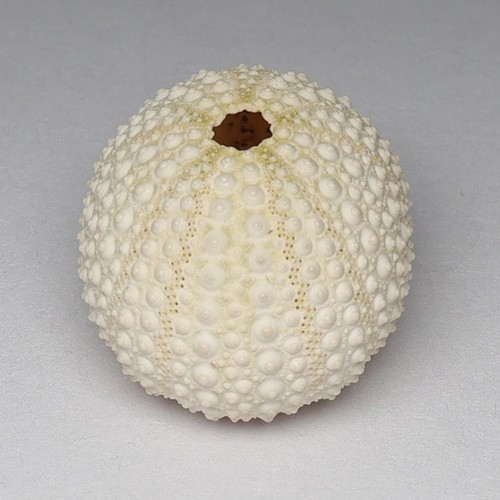 Whiite sea urchin shells