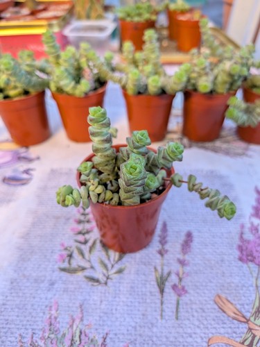 Crassula marnieriana jade - crassula,