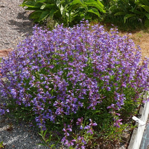 Penstemon heterophyllus - penstemon,