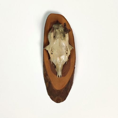 Vintage 1980s mounted roe - 1980s,