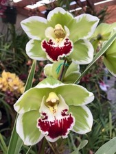 Cymbidium Englewood 'Kana' orchid plant