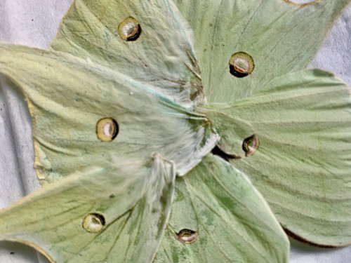 Lot 6pcsgreen luna moth - lot,
