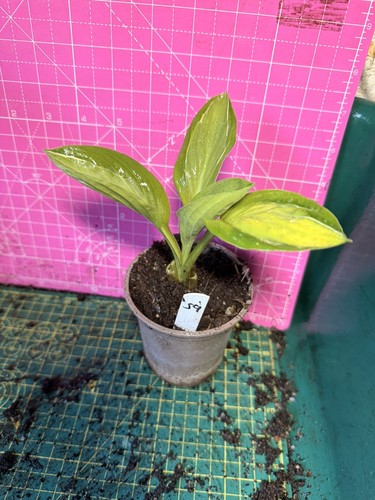 Hosta perennial plant - perennial,