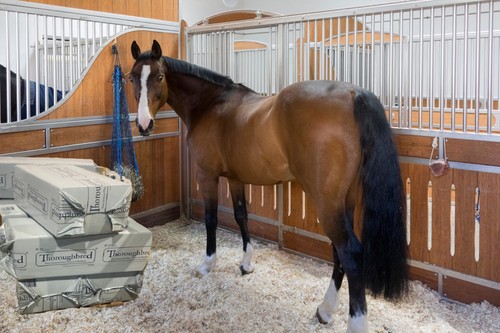 Horse bedding dust - horse, bedding-