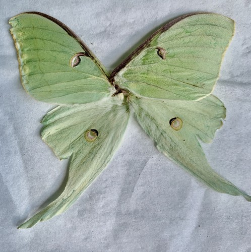 Set green luna moth - 1,