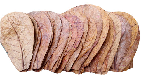 10pcs catappa ketapang - 10pcs, leaves