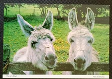 Donkeys 'Two of a Kind' - a