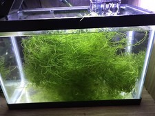 Java Moss - Super Easy Low