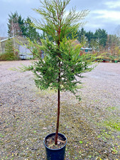Leylandii 7ft conifer lollipop