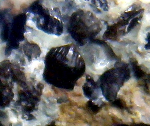 Possible ornithopod dinosaur - ornithopod,