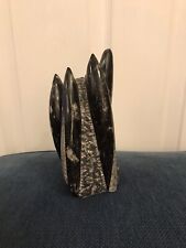 orthoceras fossil 16cm high