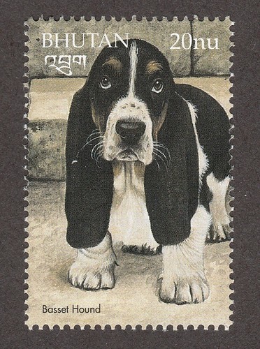 Basset hound int l - hound, **