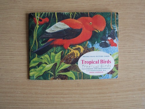 Tropical birds collectors - tropical,