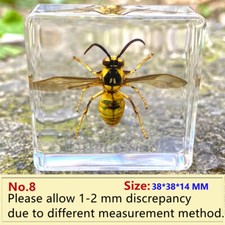 Insect In Clear Resin Specimen