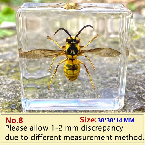 Insect clear resin specimen - resin,