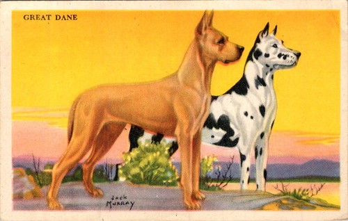 Great danes dog card - danes,