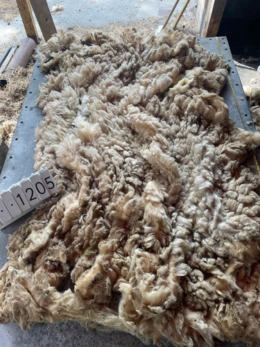 Norfolk horn raw unwashed - norfolk,