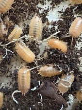 Porcellio orange - porcellio, sp.