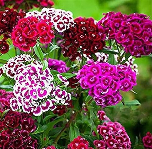 Sweet william auricula - william,