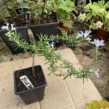 Trailing Rosemary Herb  Plants