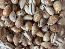 Spotted cowries seashells - cowries, 50