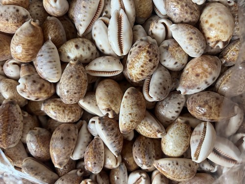 Spotted cowries seashells - spotted,