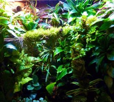 TERRARIUM KIT (MEDIUM) Bioactive terrarium Decor Starter Kit. Plants Moss +More