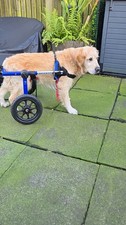 Walkin’ Wheels Dog Wheelchair MediumLarge Dog 20-150lbs+Front Leg Attachment Kit