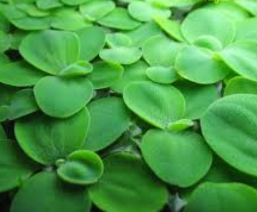 Medium dwarf water lettuce - x6,