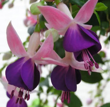 Lena Fuchsia Live Plant -