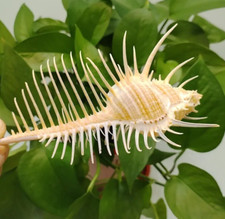 Large Venus Comb Murex Natural